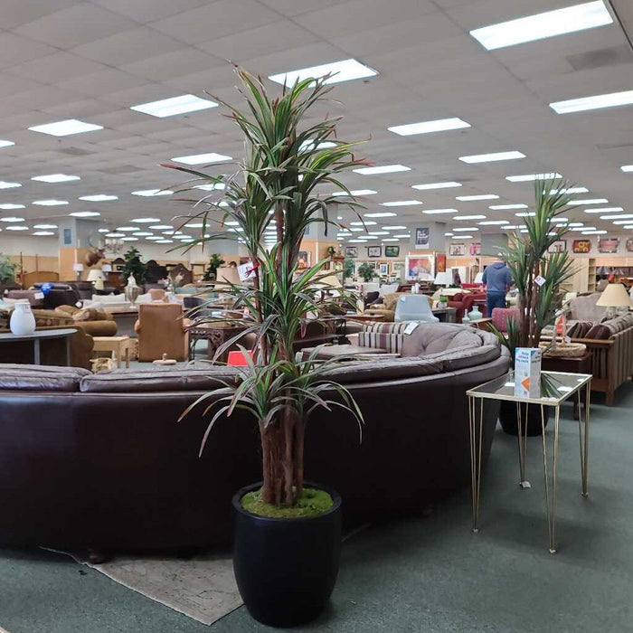 SILK TREE IN POT TH